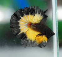 Betta Homes and Gardens | Canberra & District Aquarium Society