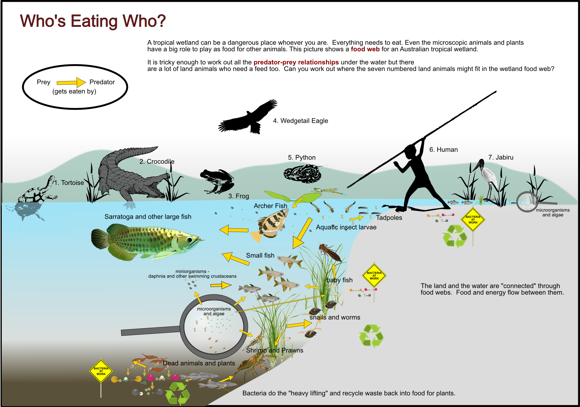 Wetland Food Web : Wetland animals food web / Find a food chain from ...